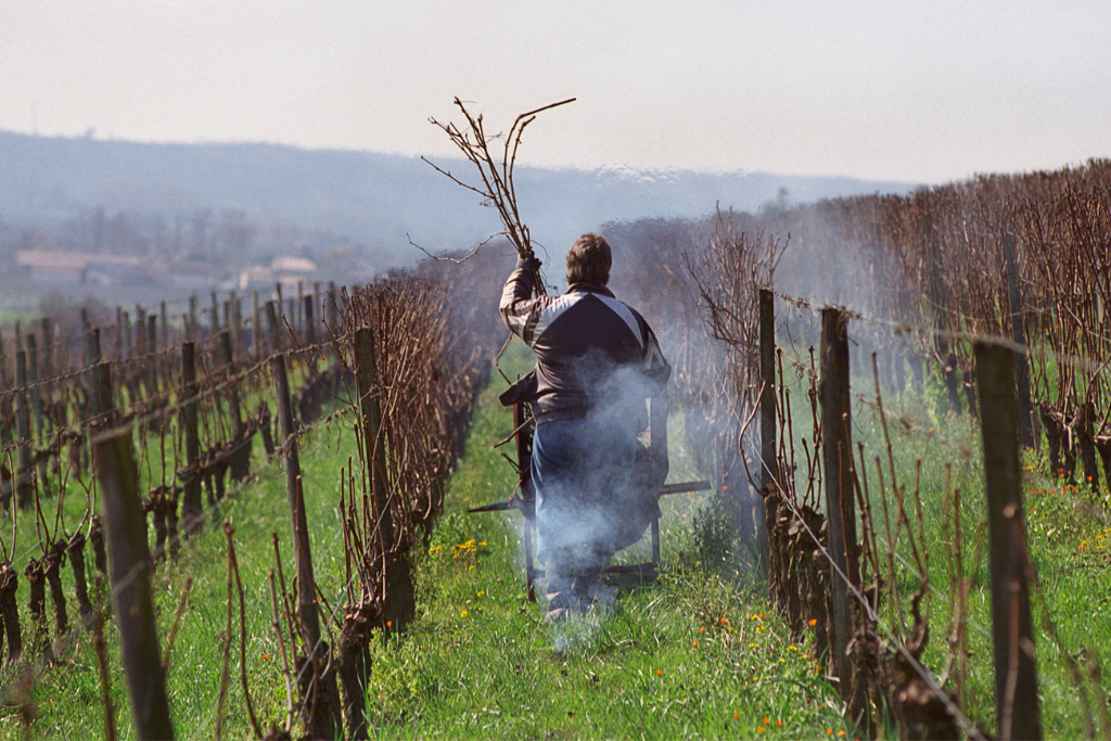 A man walking between the vines at Chateau Ausone