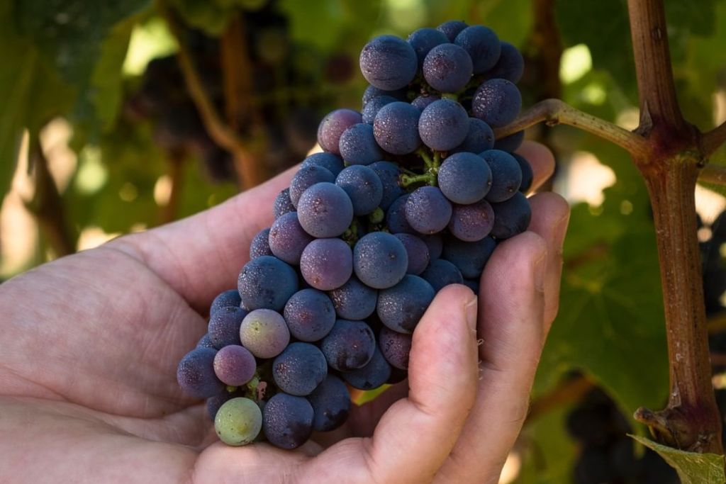 Hand holding a bunch of grapes on the vine